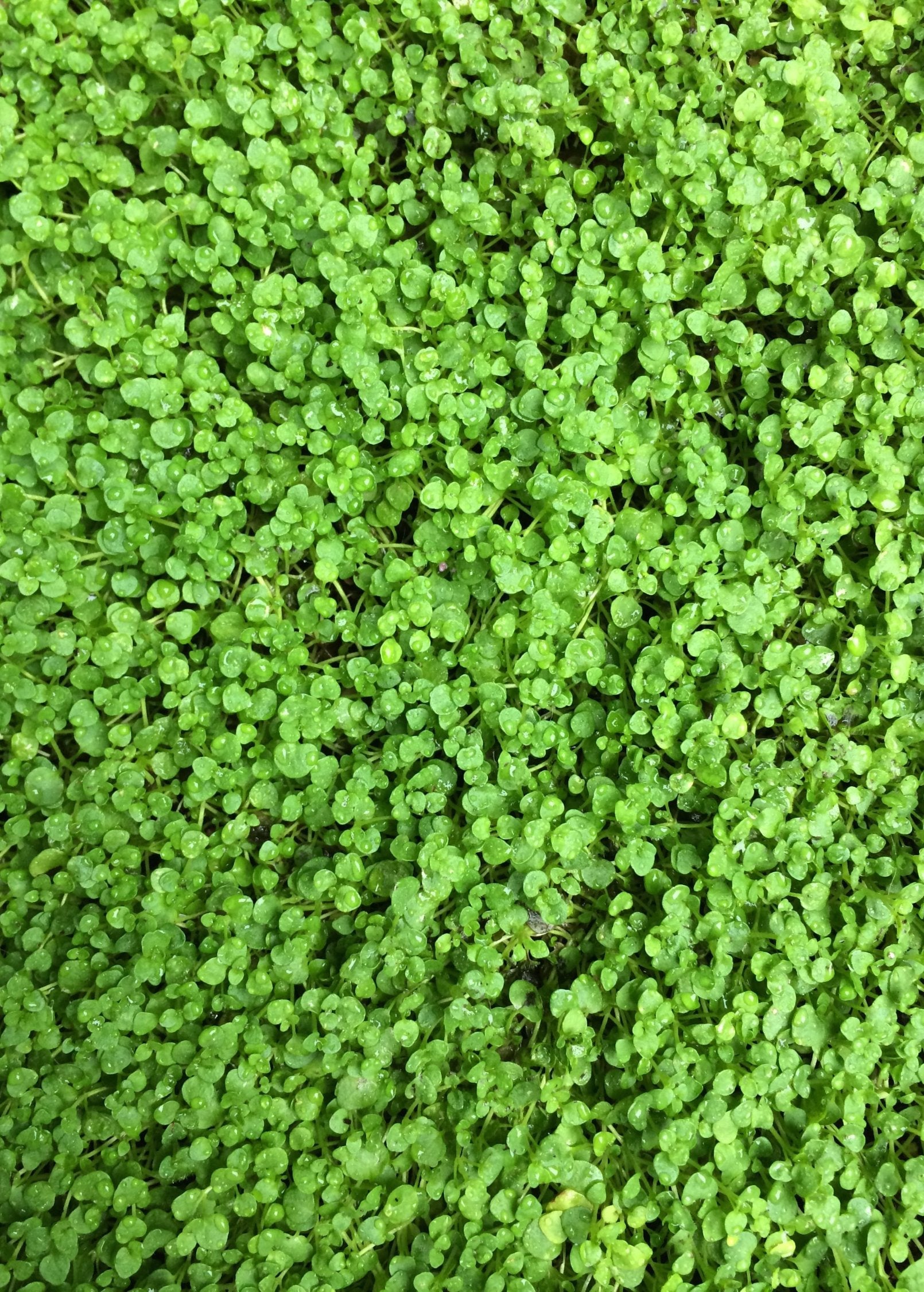 Corsican Mint (Mentha requienii)