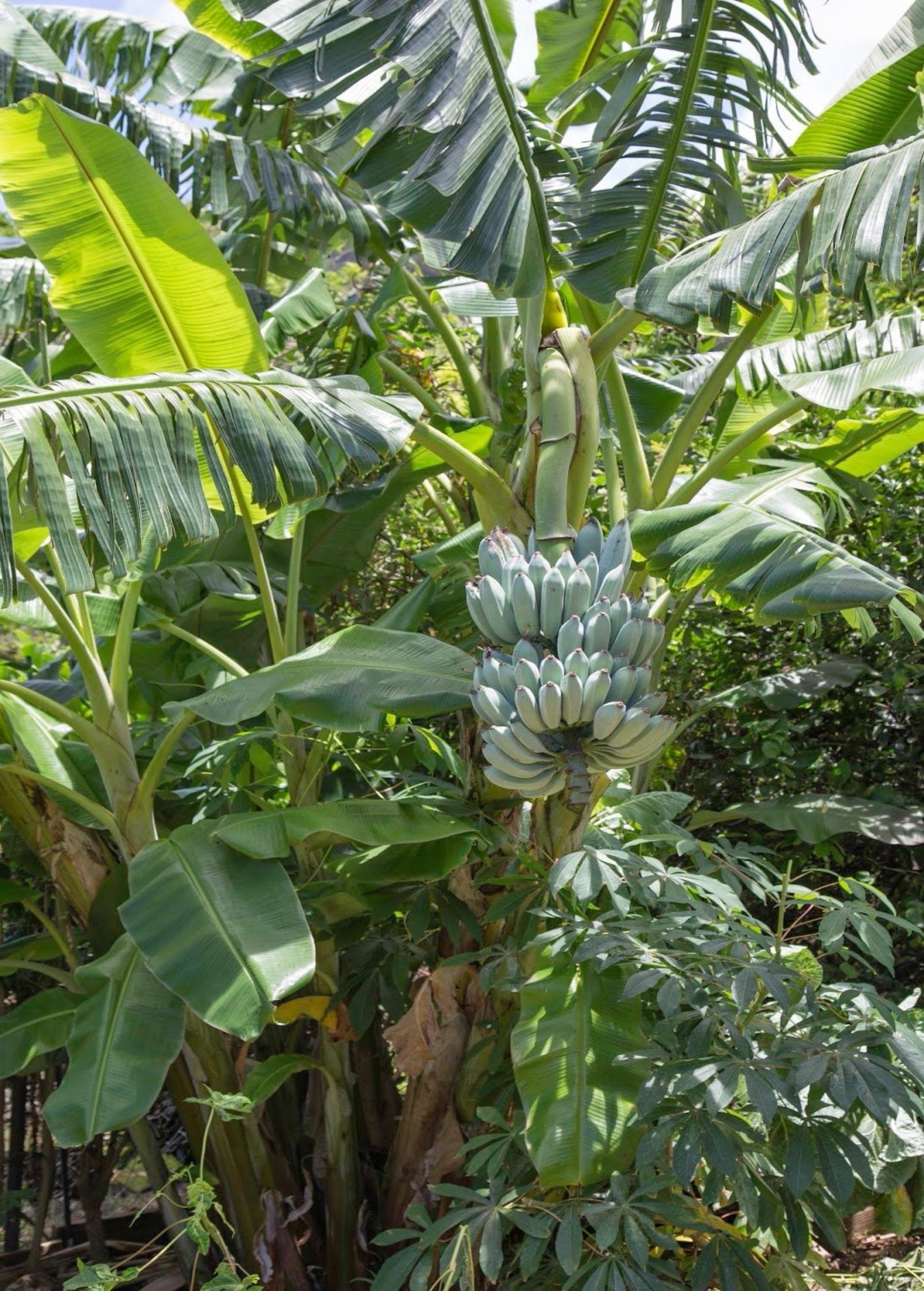 Banana 'Blue Java' (Musa acuminata × balbisiana)