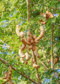 Tamarind, Tart (Tamarindus indica)