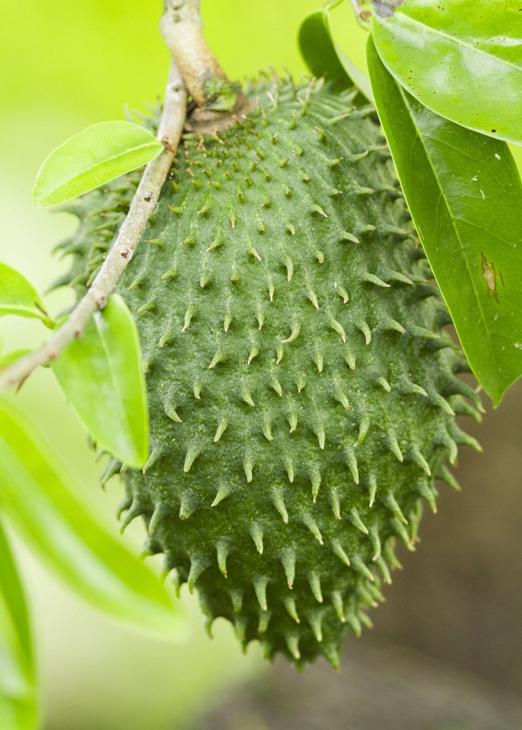 Soursop (Annona muricata)