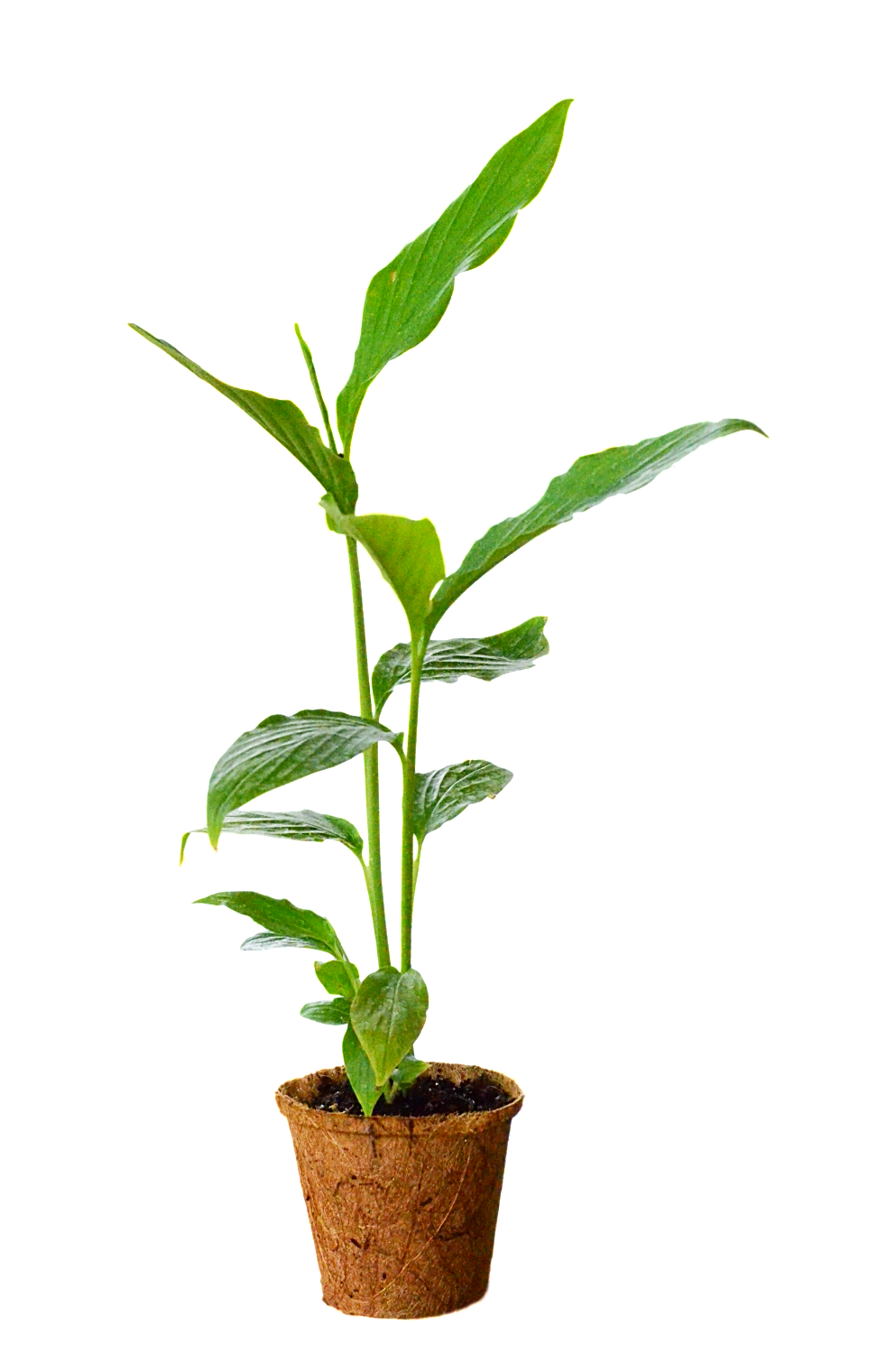 Cardamom (Elettaria cardamomum)