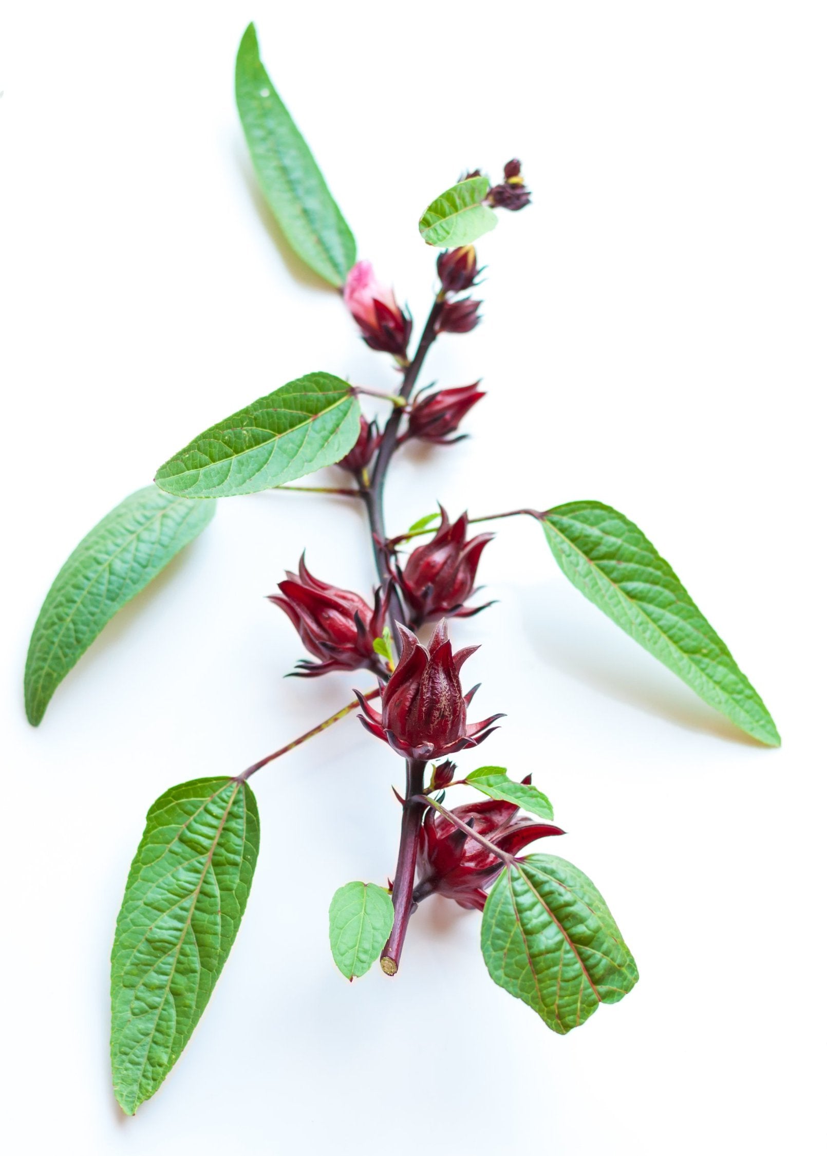 Florida Cranberry (Hibiscus sabdariffa)