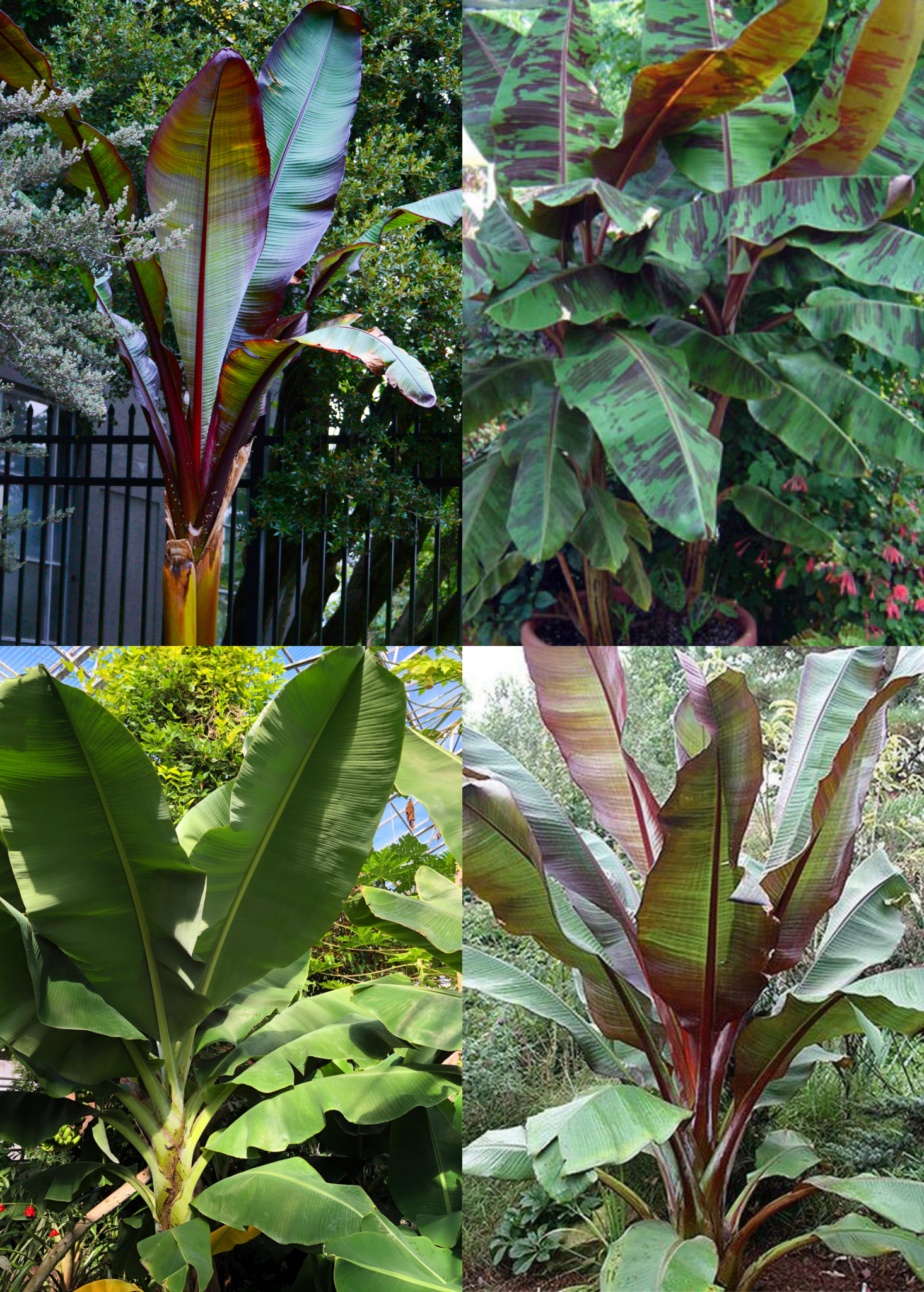 Banana Bundle: Siam Ruby, Blood Banana, Dwarf Cavendish & Red Abyssinian