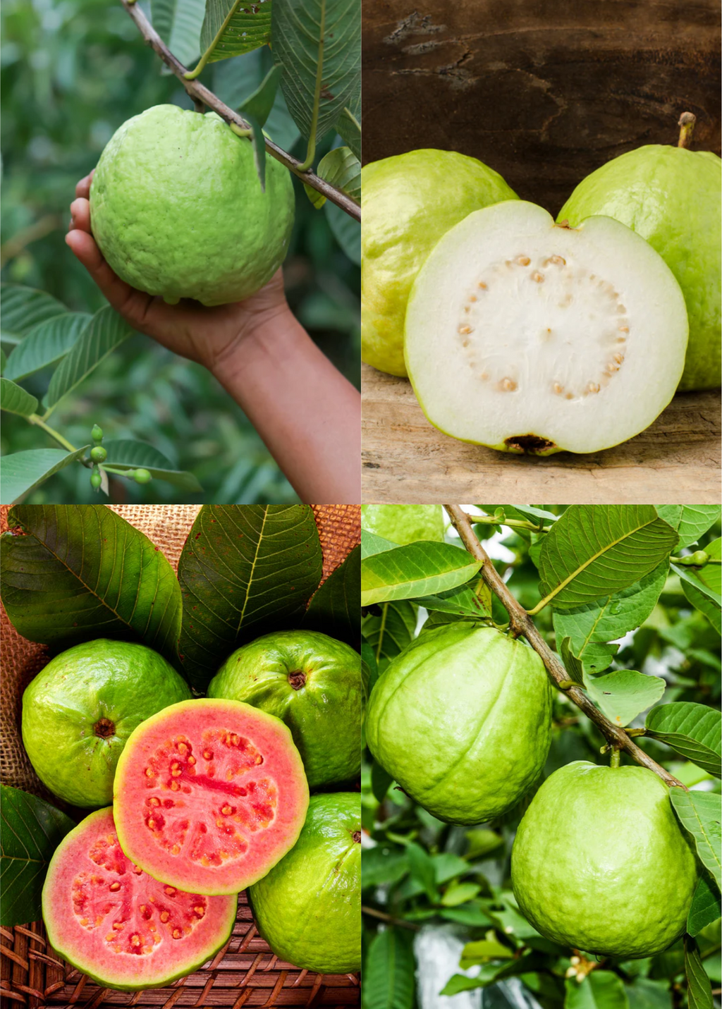 XL Guava Bundle: 'Ruby Supreme' & 'Kilo' Guava Trees