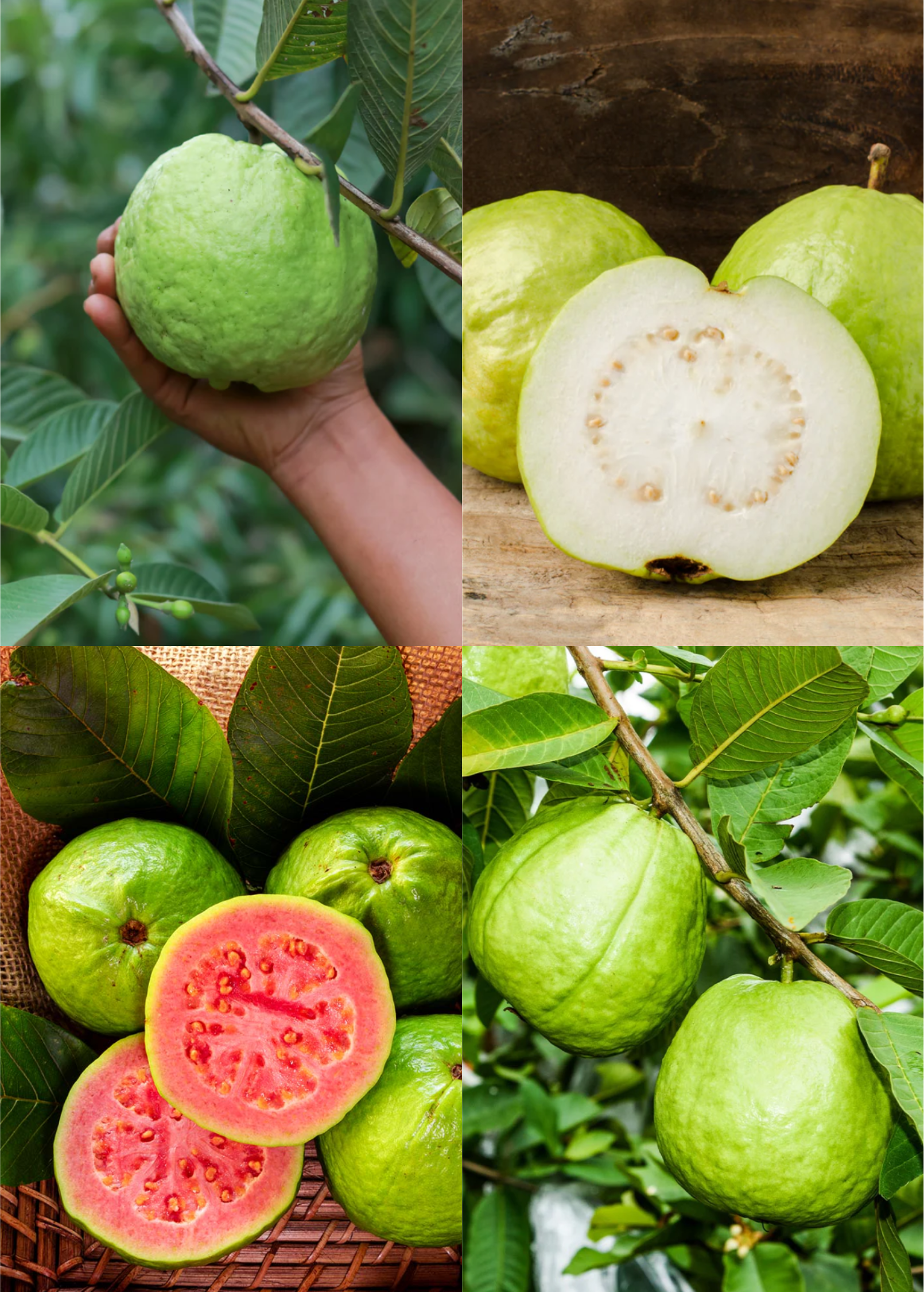 XL Guava Bundle: 'Ruby Supreme' & 'Kilo' Guava Trees