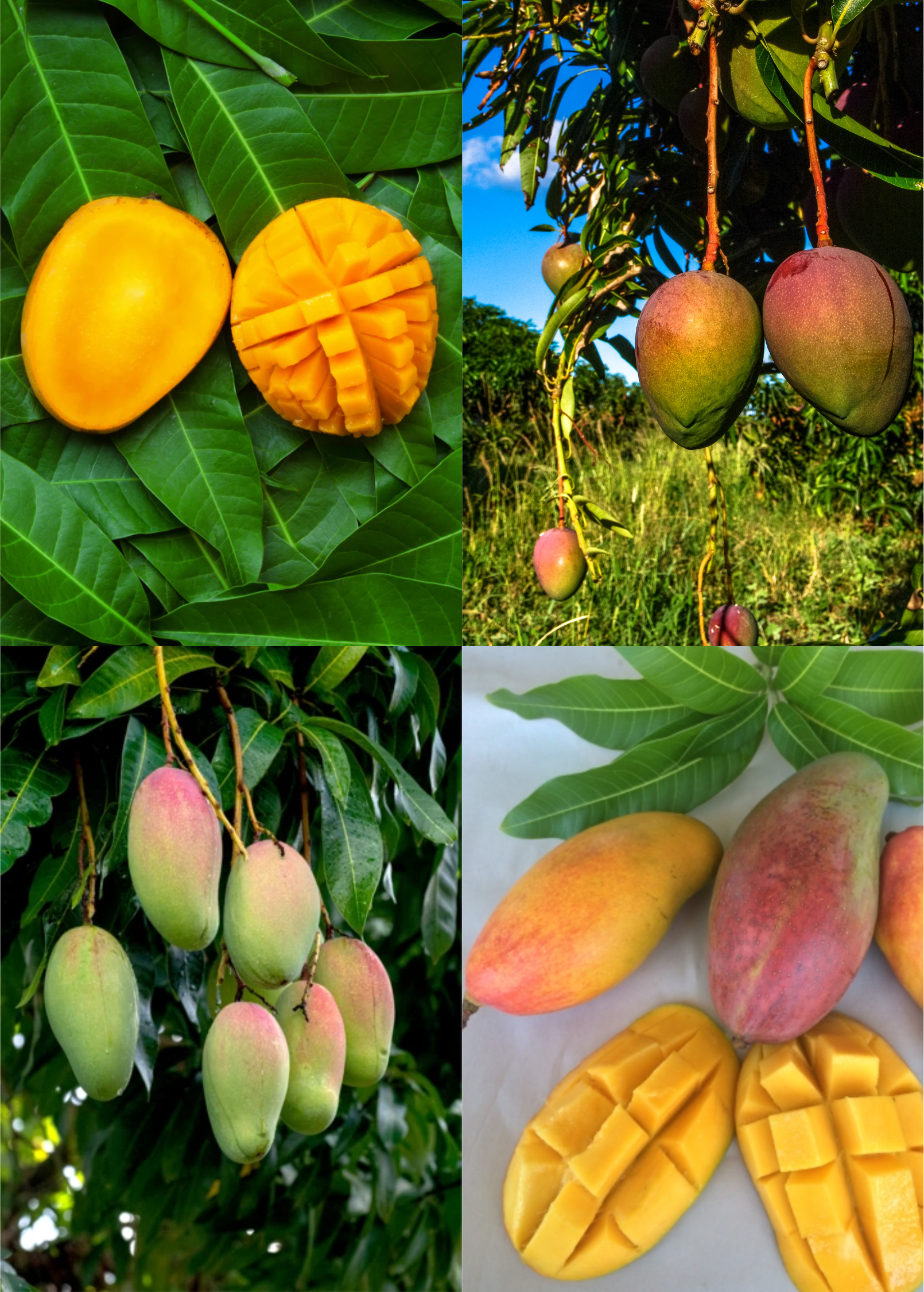 Mango Bundle: Valencia Pride + Angie