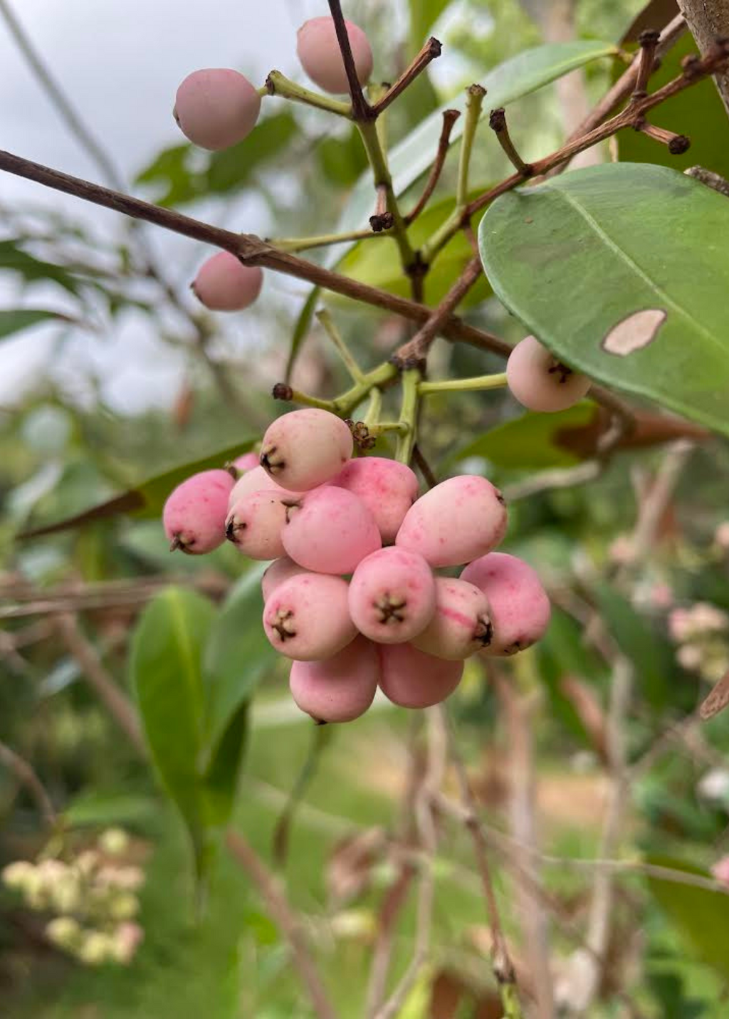 Lilly Pilly (Syzygium smithii, Acmena smithii)