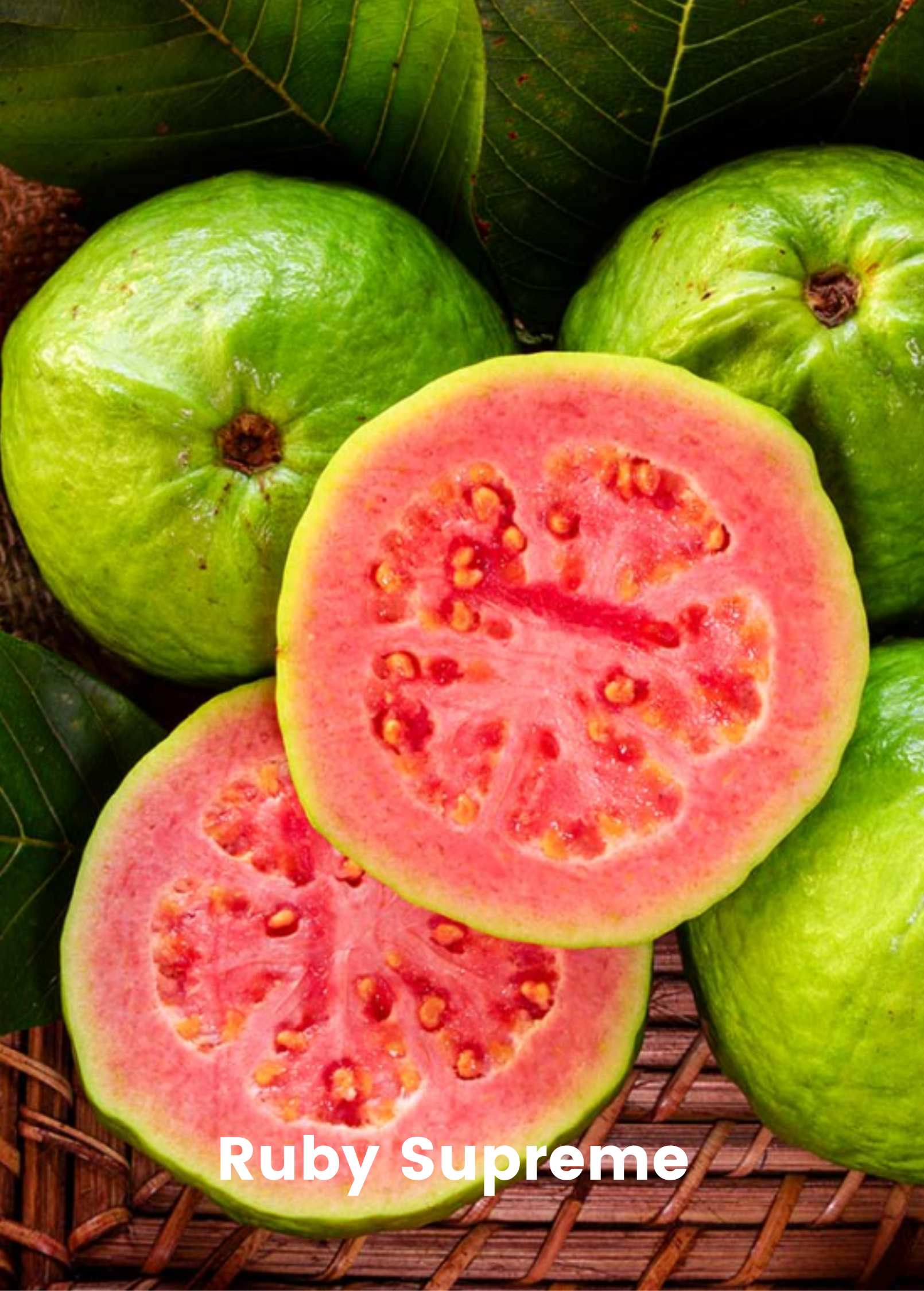 XL Guava Bundle: 'Ruby Supreme' & 'Kilo' Guava Trees