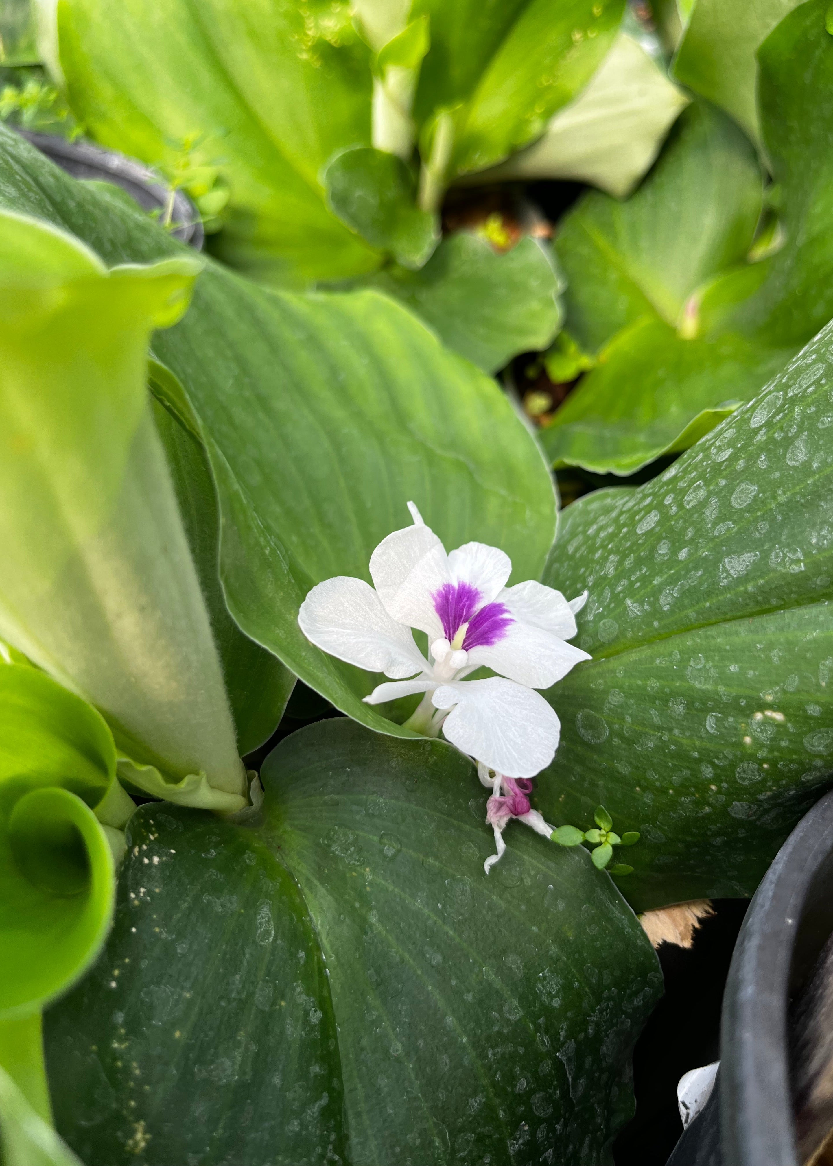Kaempferia galanga