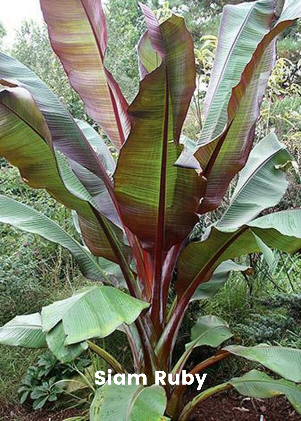 Banana Bundle: Siam Ruby, Blood Banana, Dwarf Cavendish & Red Abyssinian