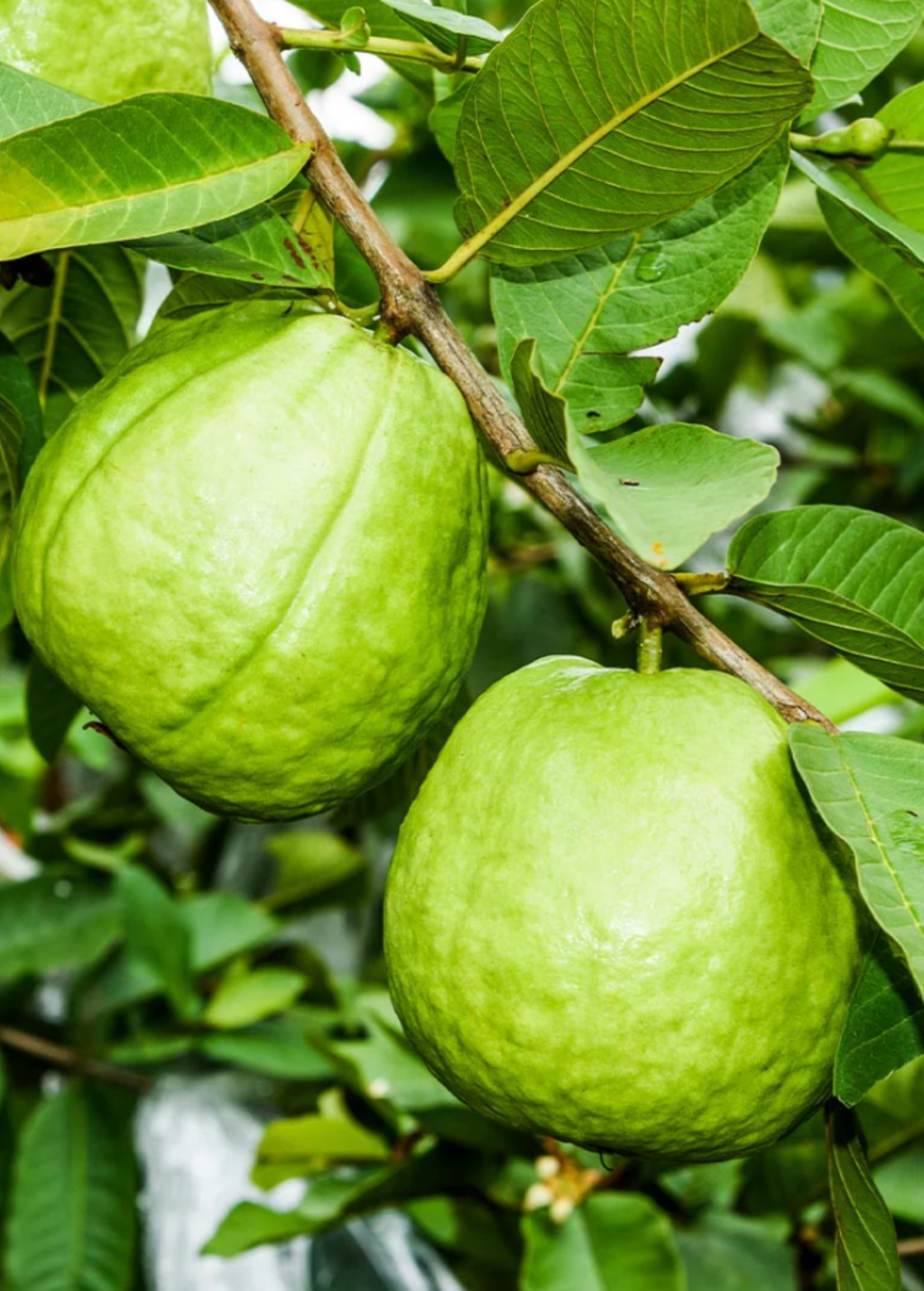 XL Guava Bundle: 'Ruby Supreme' & 'Kilo' Guava Trees