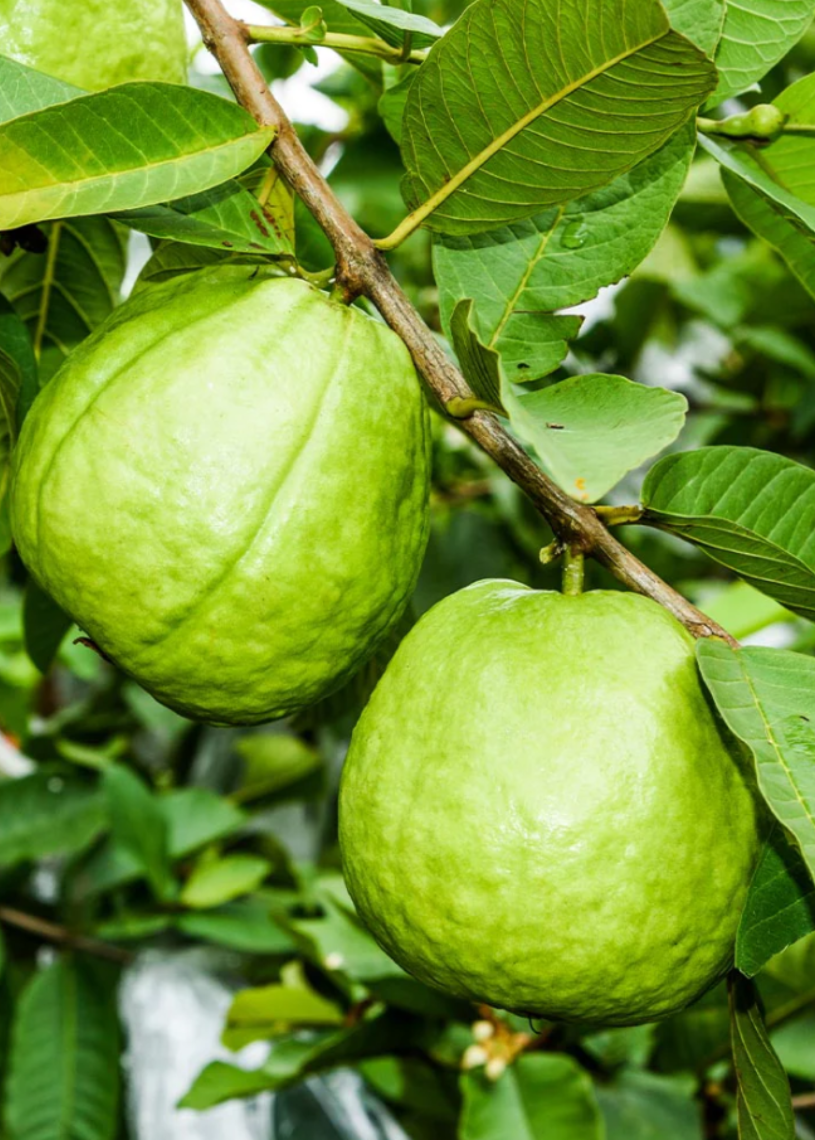 XL Guava Bundle: 'Ruby Supreme' & 'Kilo' Guava Trees