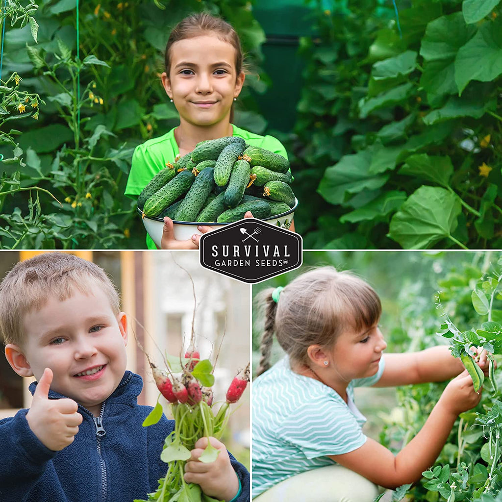 Kid’s Easy Garden Seed Collection – 6 Fast-Growing Vegetables & Herbs for Beginner Gardeners