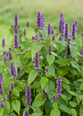 Anise Hyssop (Agastache foeniculum)