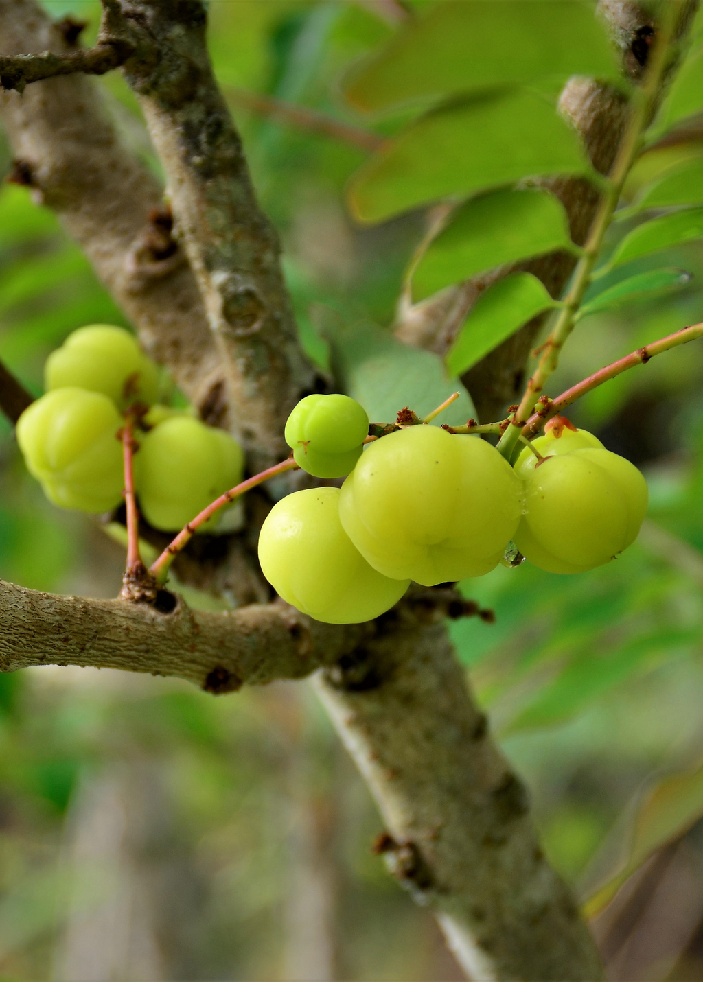 Amla, Indian Gooseberry (Phyllanthus emblica)