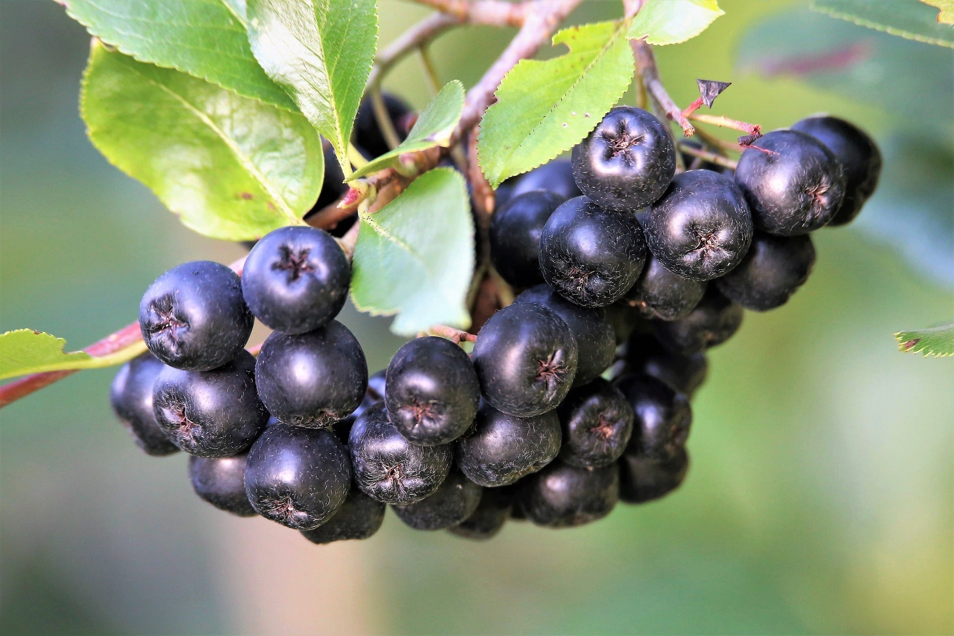 Aronia Berries, Organic