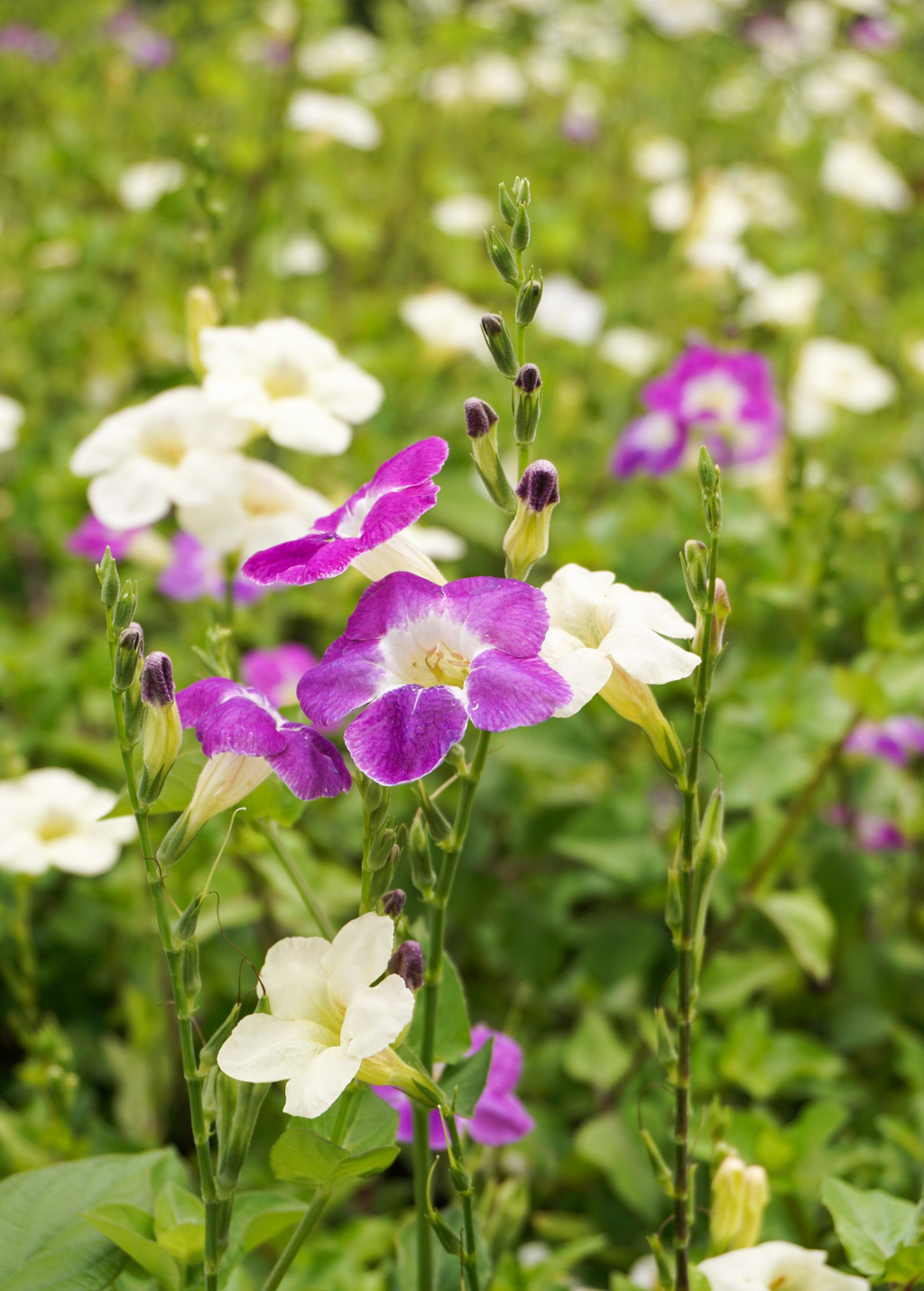 Asystasia, Chinese Creeping Foxglove (Asystasia gangetica)