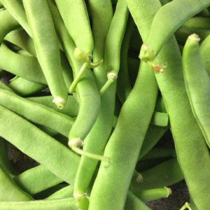 BEAN Seeds, Kentucky Wonder Pole