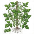 BEAN Seeds, Kentucky Blue Pole