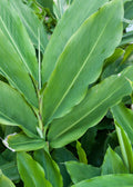 Cardamom (Elettaria cardamomum)