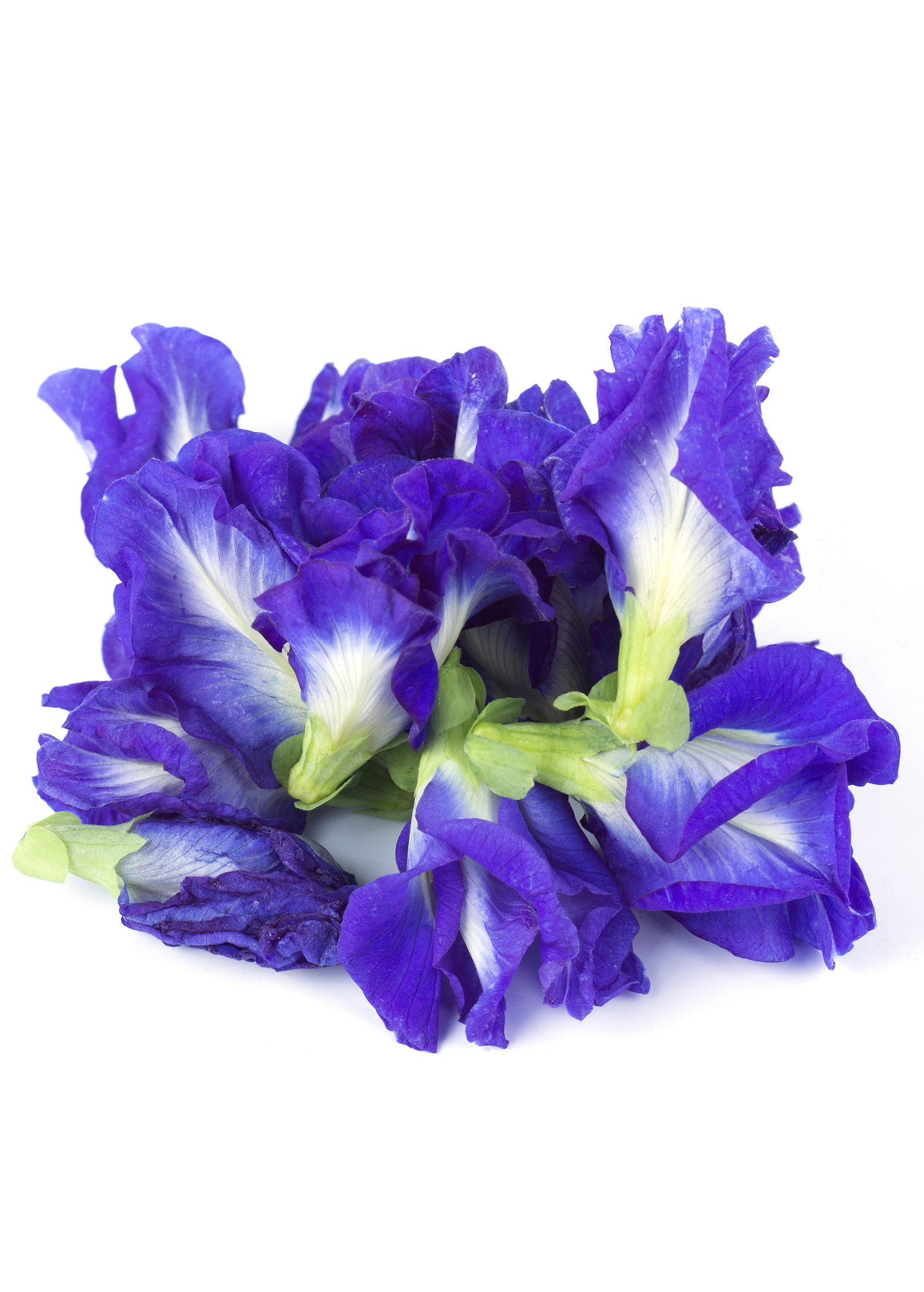 Butterfly Pea (Clitoria ternatea)