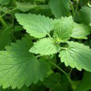CATNIP Seeds