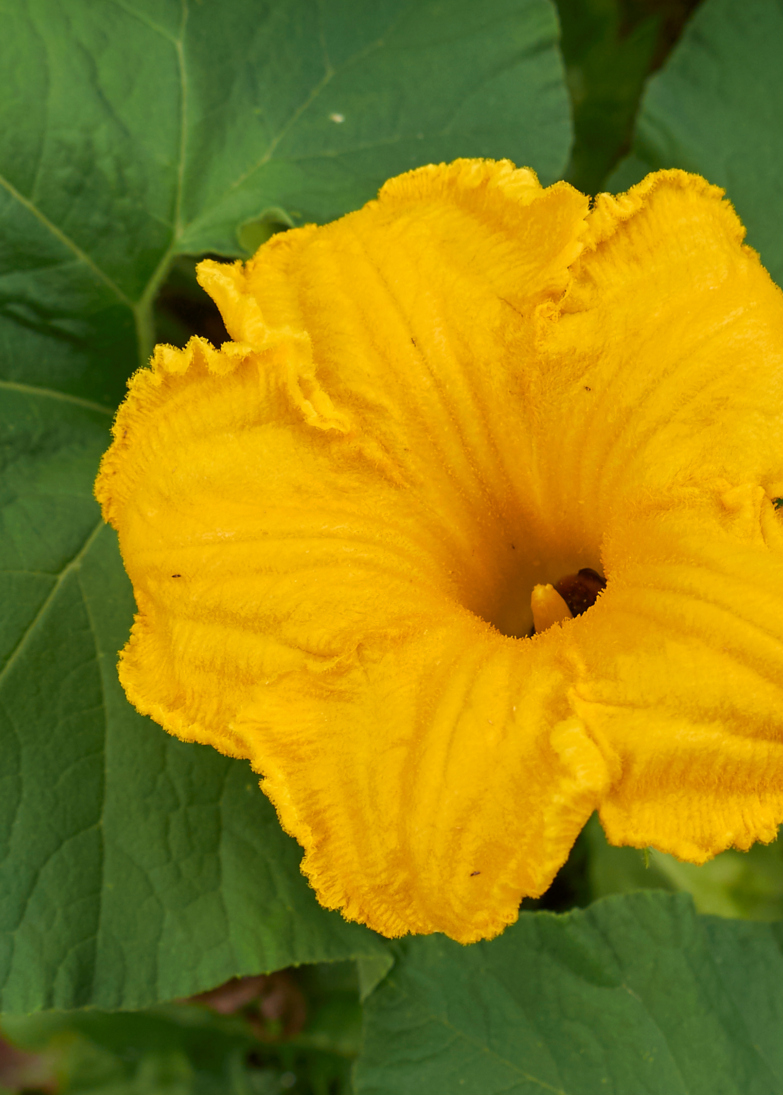 Calabaza (Cucurbita moschata)