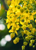 Cassia Cinnamon (Cinnamomum cassia)
