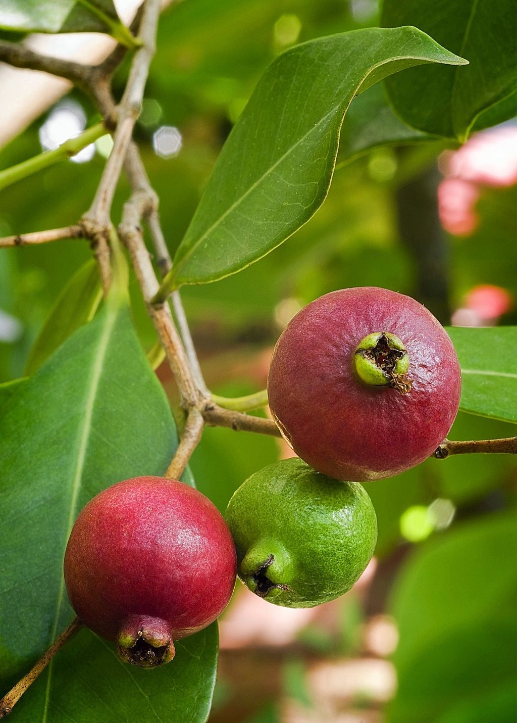 Guava, Strawberry (Psidium cattleianum)