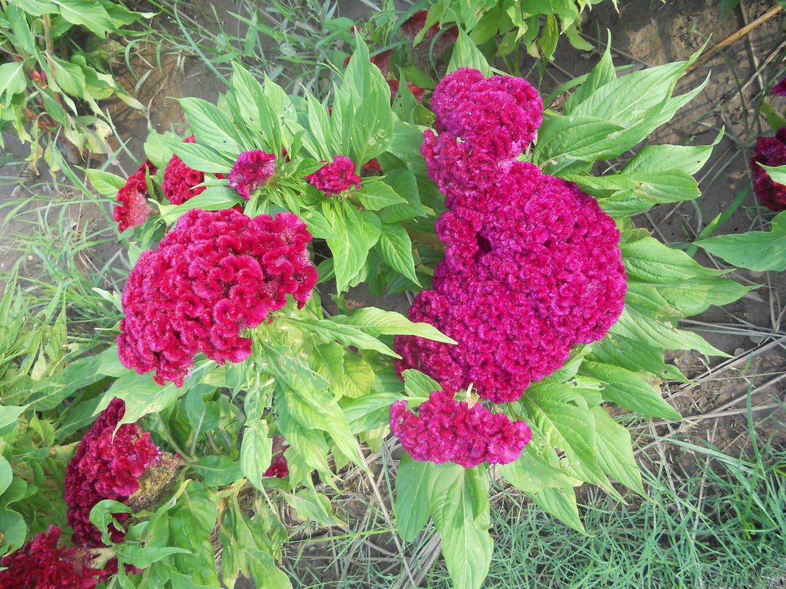 Celosia Cristata Pink, Crested Cockscomb, Edible Flowering Heirloom Seeds