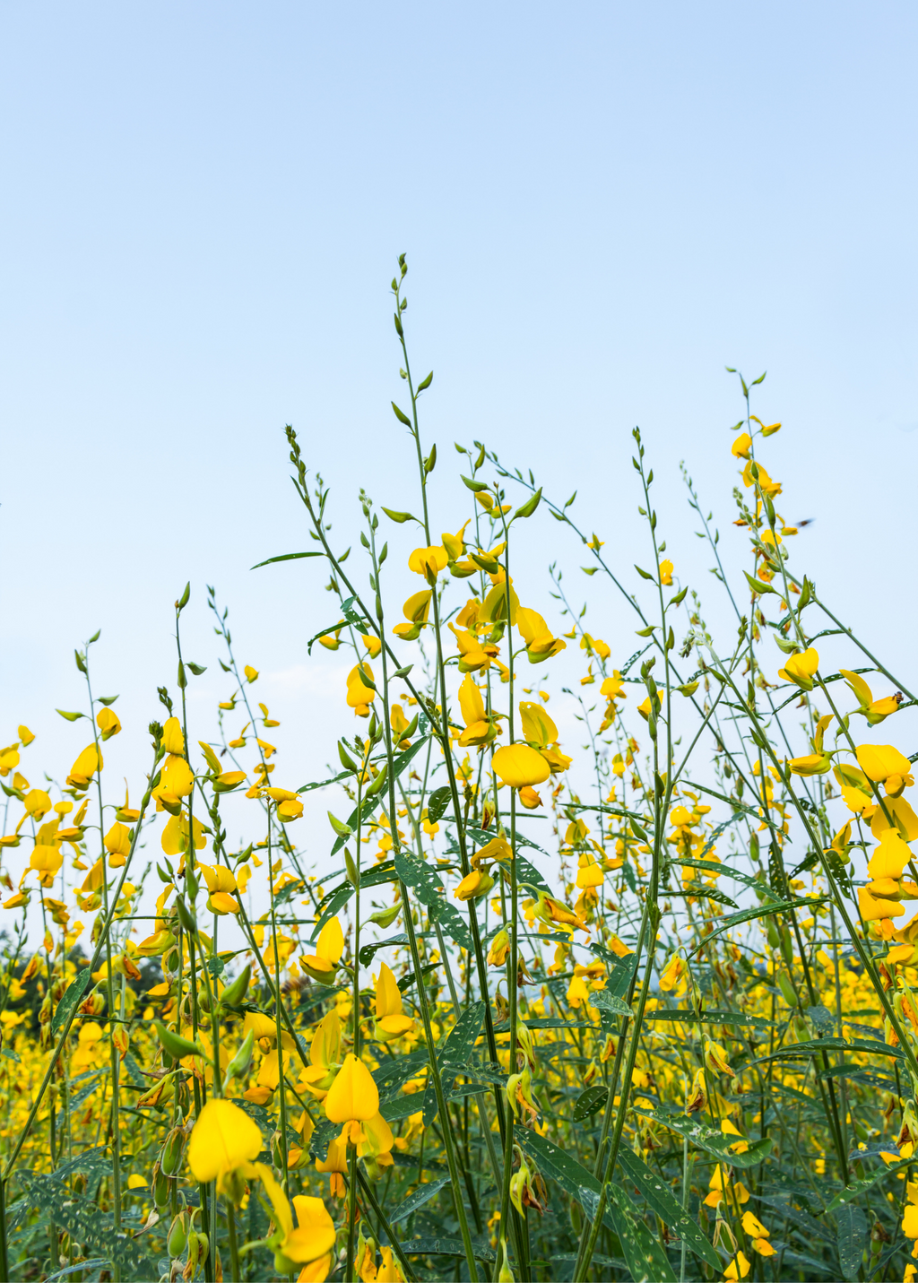 Chipilín (Crotalaria longirostrata)