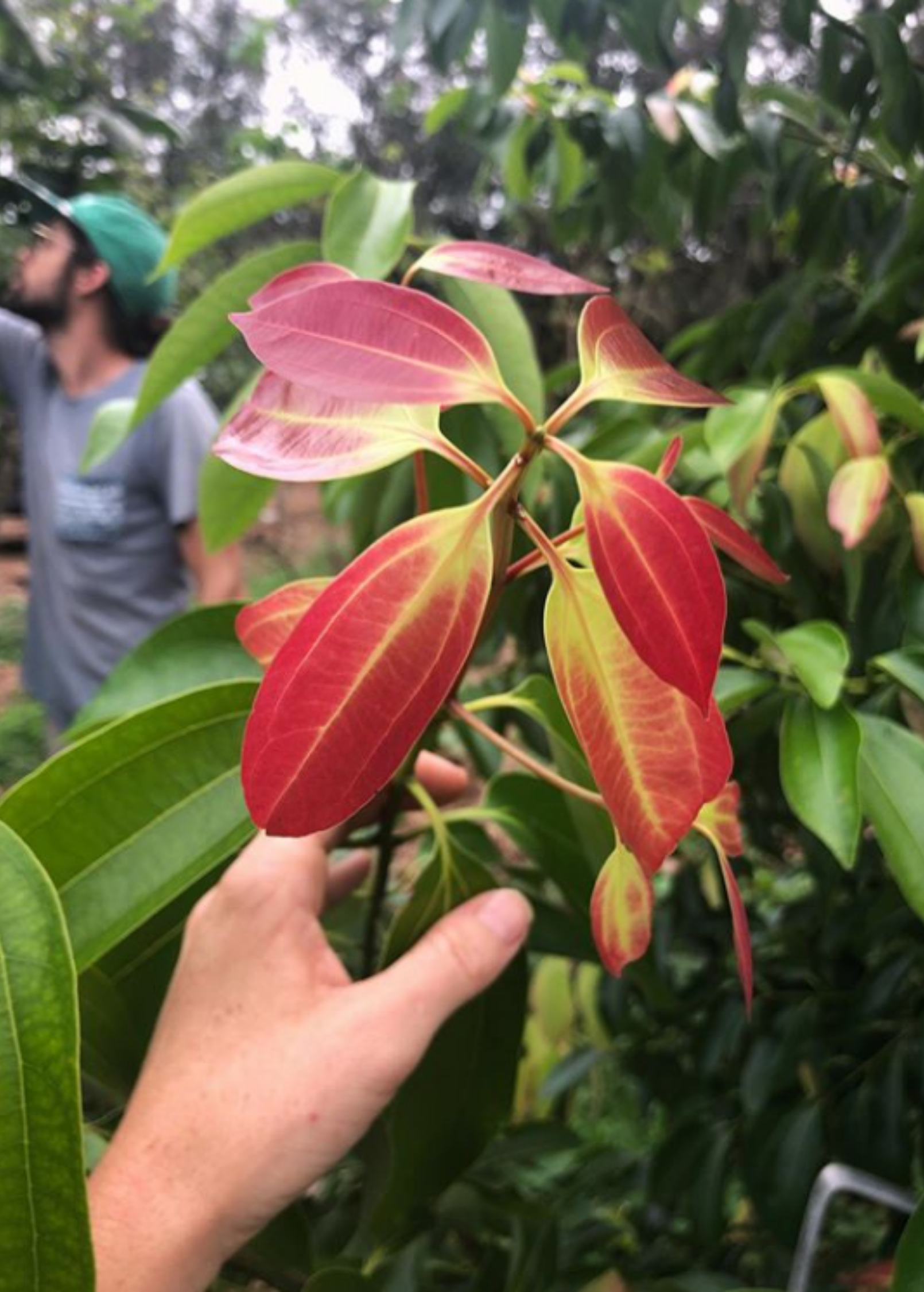 Cinnamon (Cinnamomum verum)