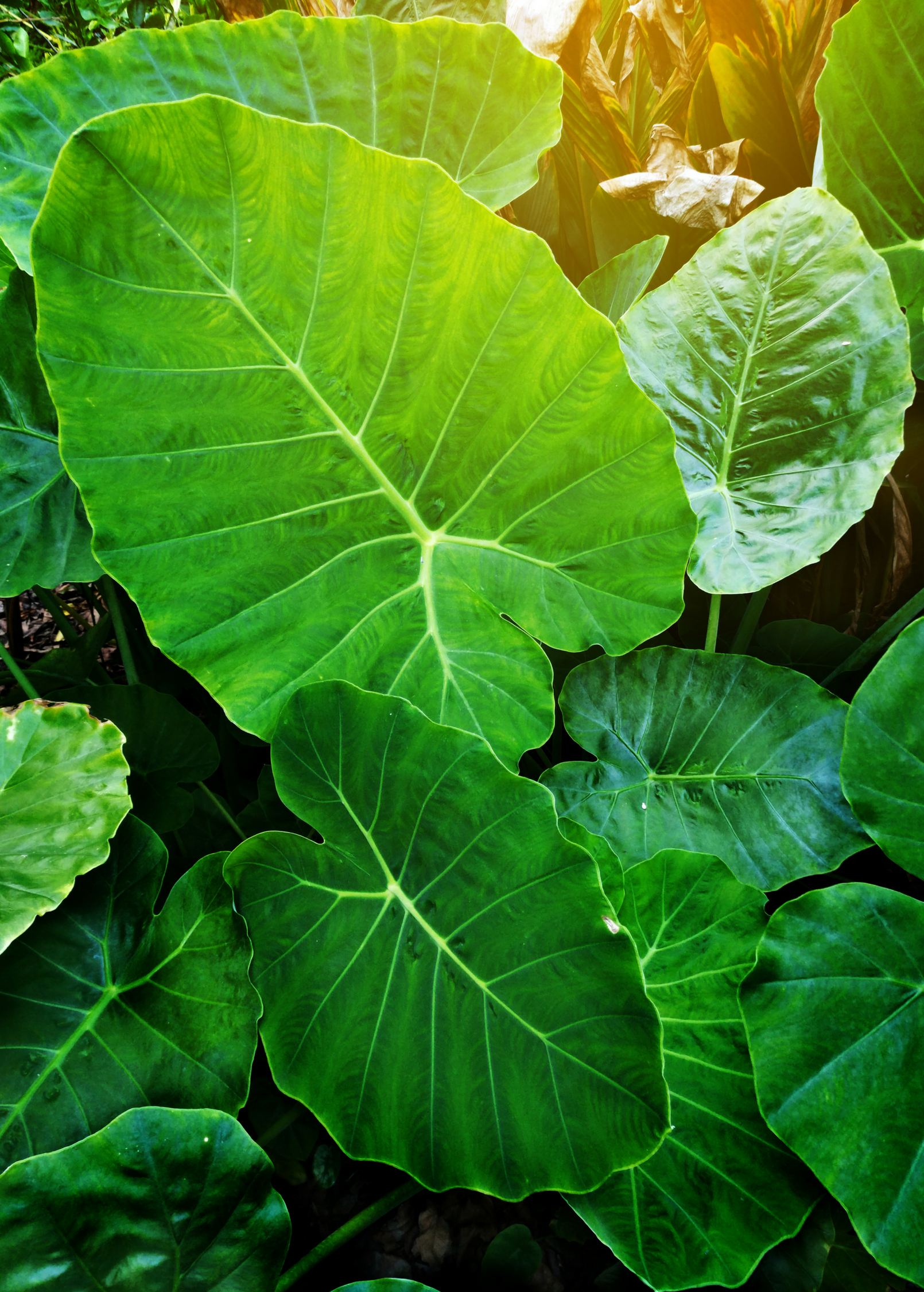 Taro 'Chinese Bun Long' (Colocasia esculenta)