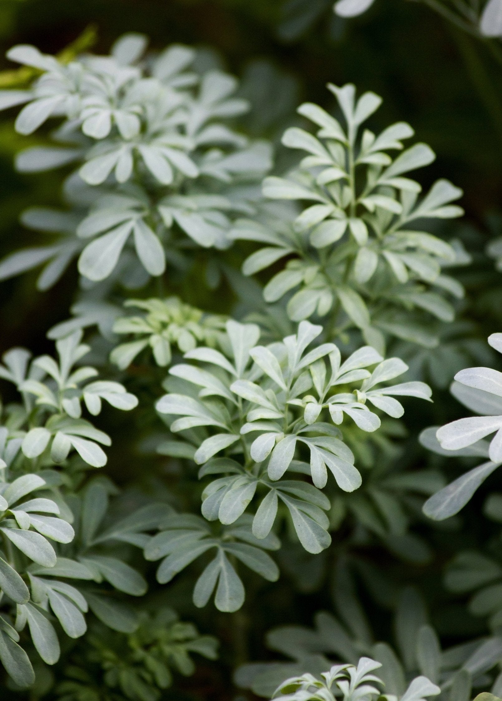 Rue (Ruta graveolens)