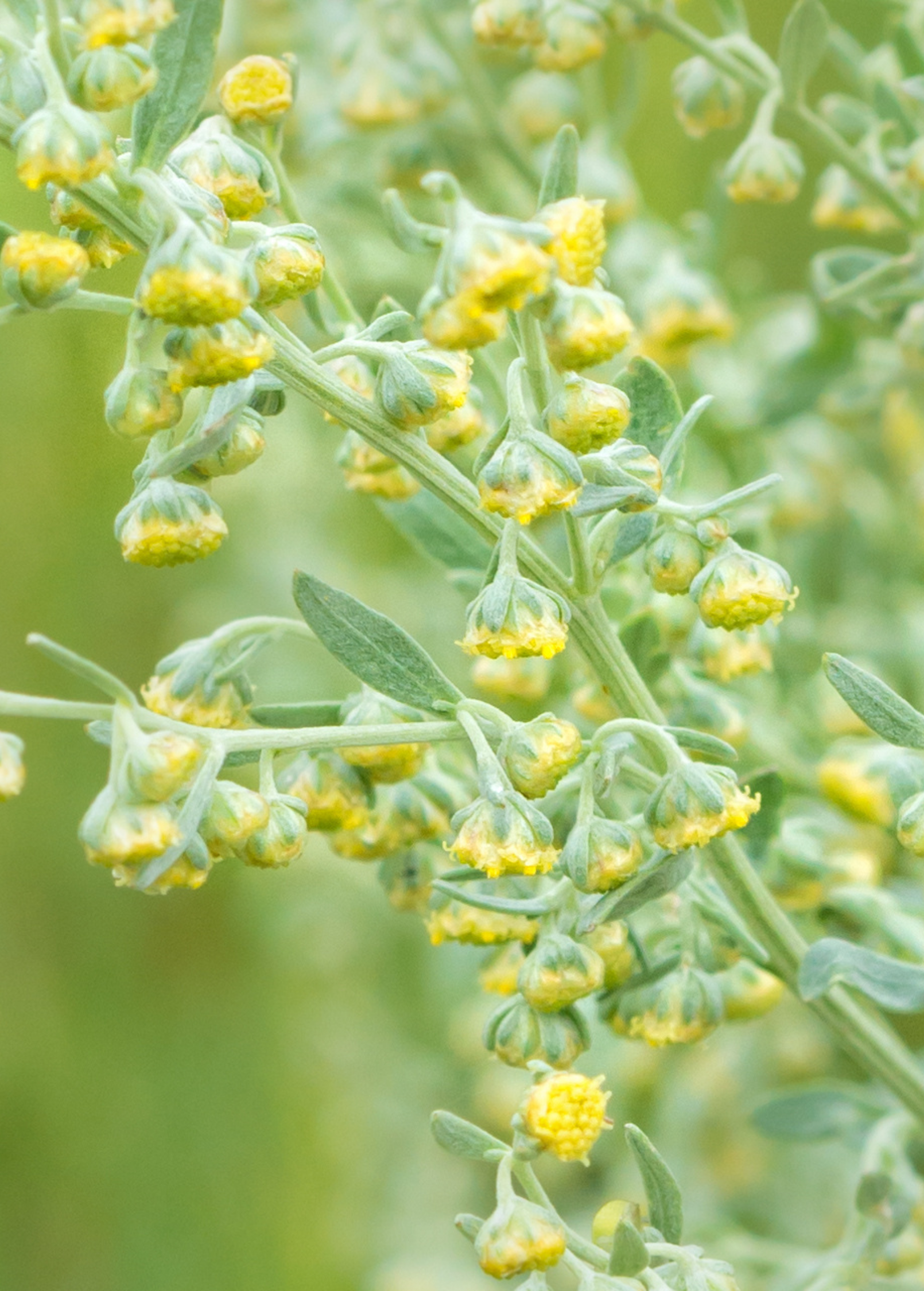 Davana (Artemisia pallens)