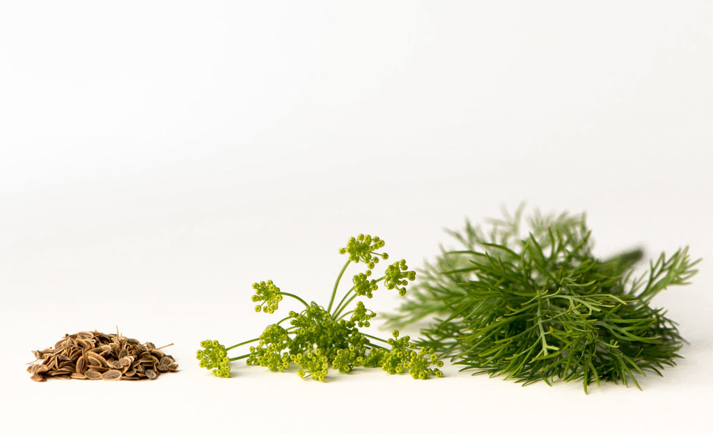 Dill Seeds, Whole