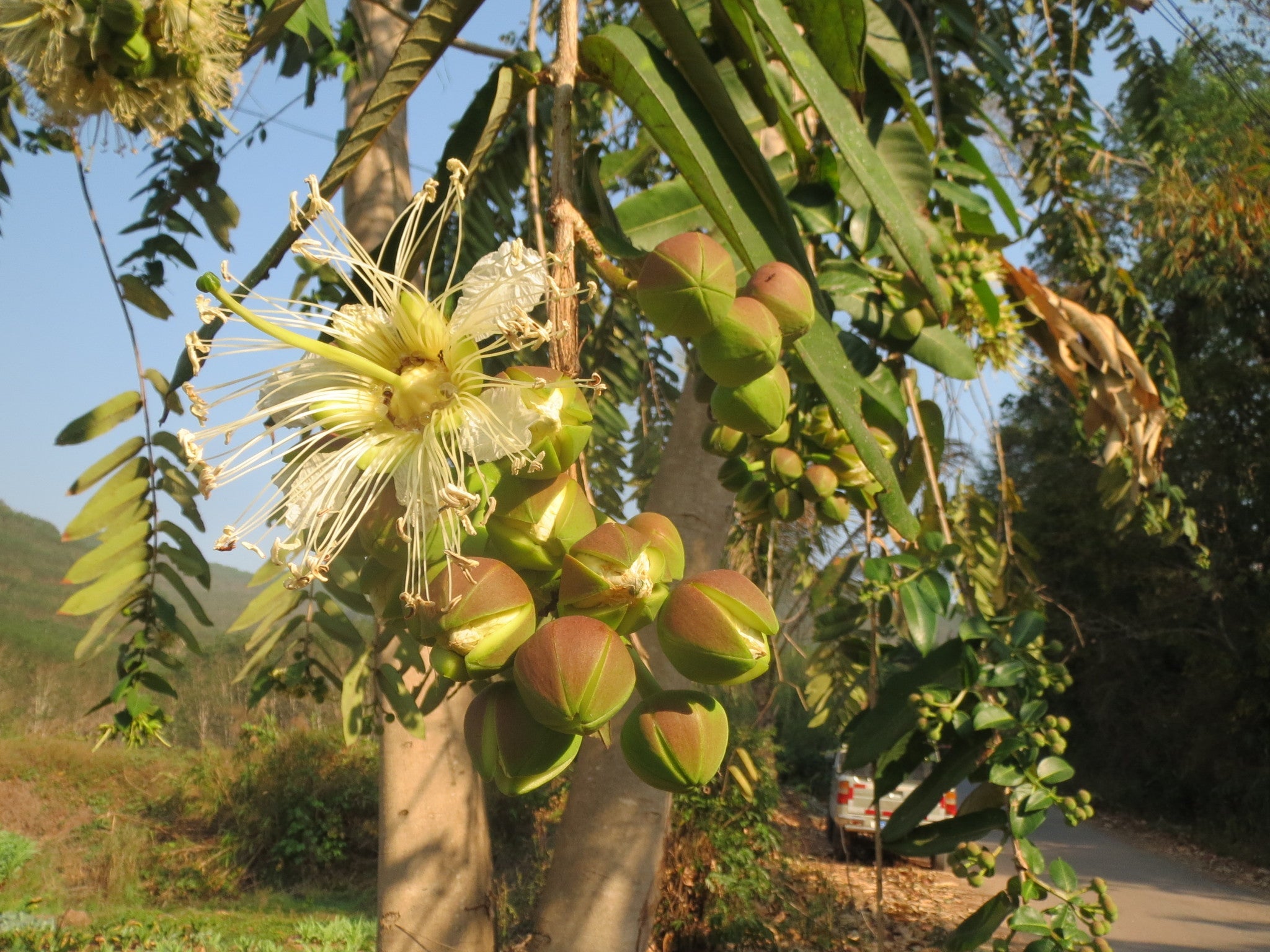Duabanga Grandiflora Edible Shade Tree 100+ Seeds, Rare Tropical Large Flowers