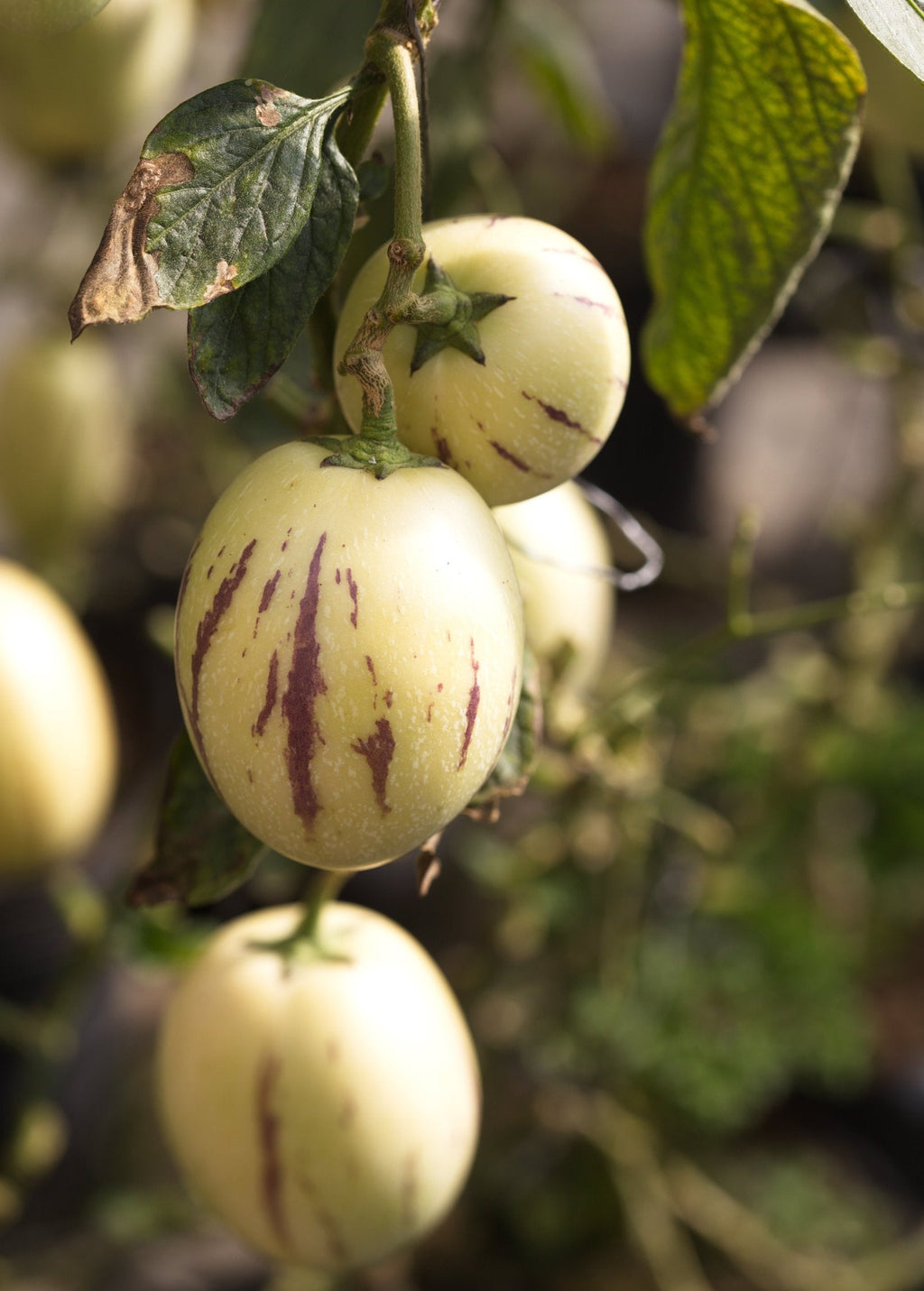 Pepino Dulce (Solanum muricatum)