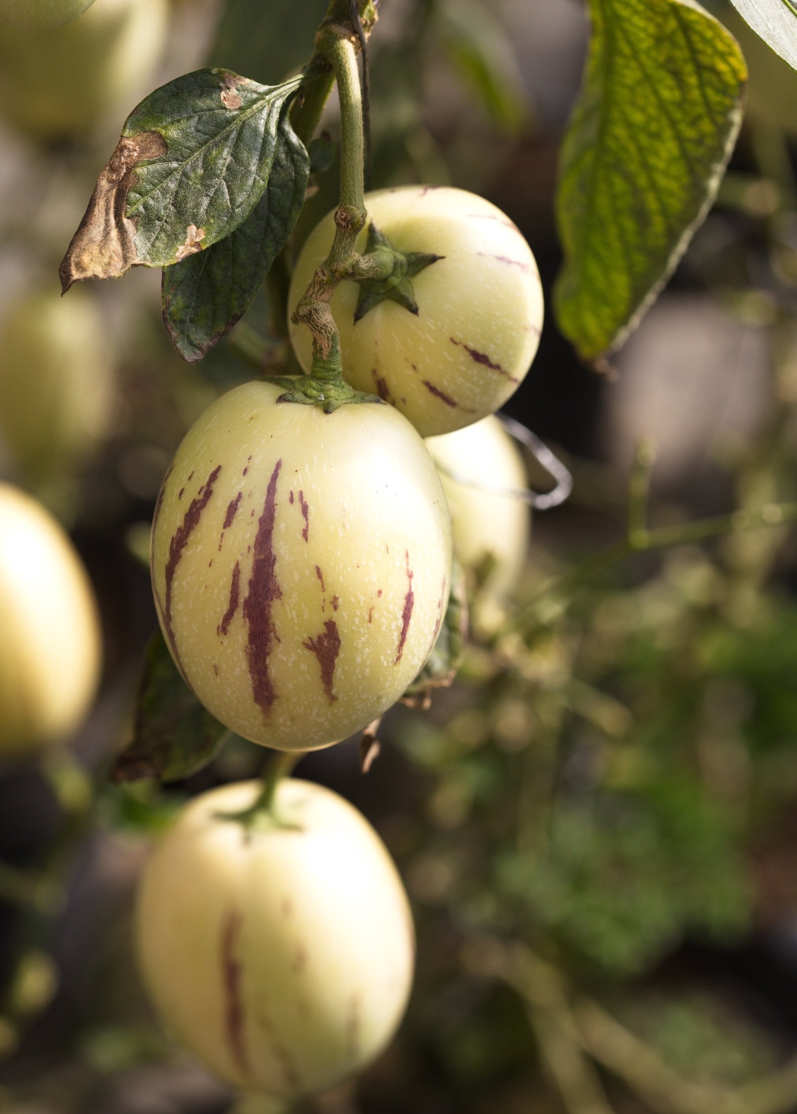 Pepino Dulce (Solanum muricatum)