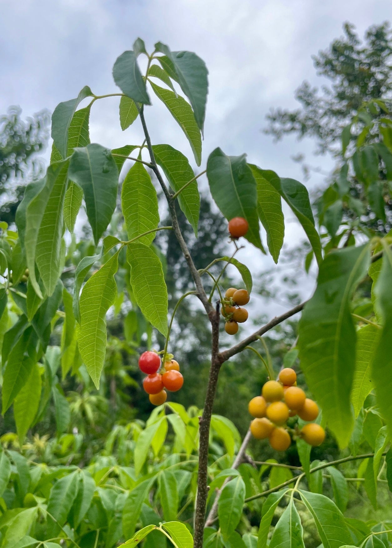 Chal Chal (Allophylus edulis)