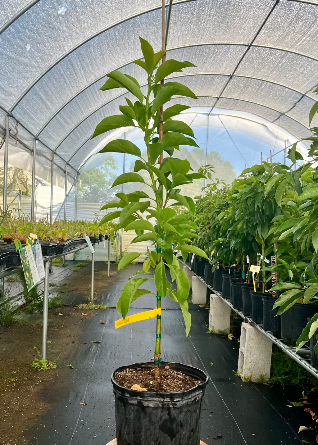 Avocado 'Donnie' (Persia americana)