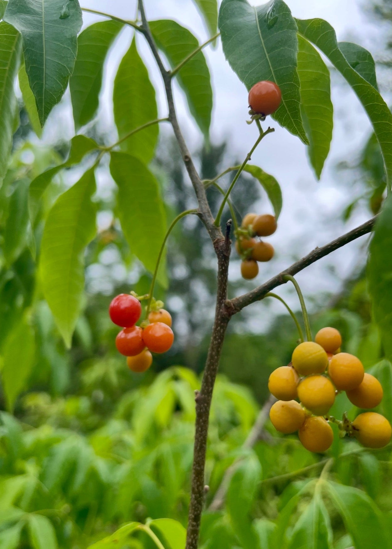 Chal Chal (Allophylus edulis)