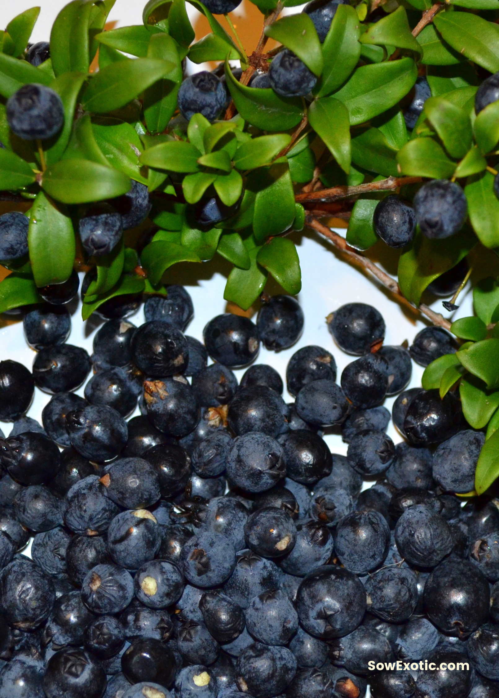 Greek Myrtle (Myrtus communis)