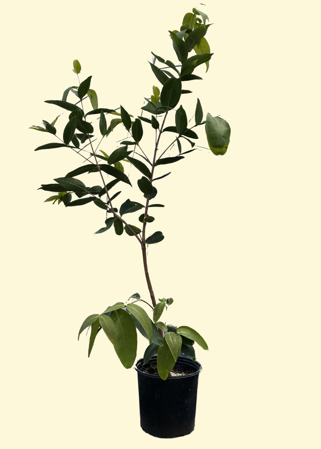 Wax Jambu, Green (Syzygium samarangense)