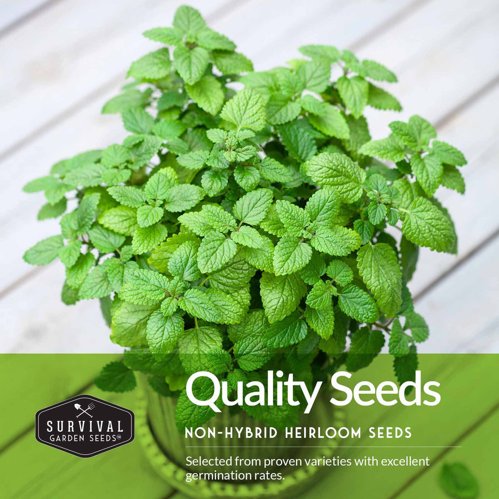 Herb Seeds Variety Pack – 5 Essential Culinary Herbs for Indoor or Outdoor Growing (Basil, Cilantro, Dill, Parsley & Lemon Balm) – Heirloom Non-GMO Garden Starter Kit