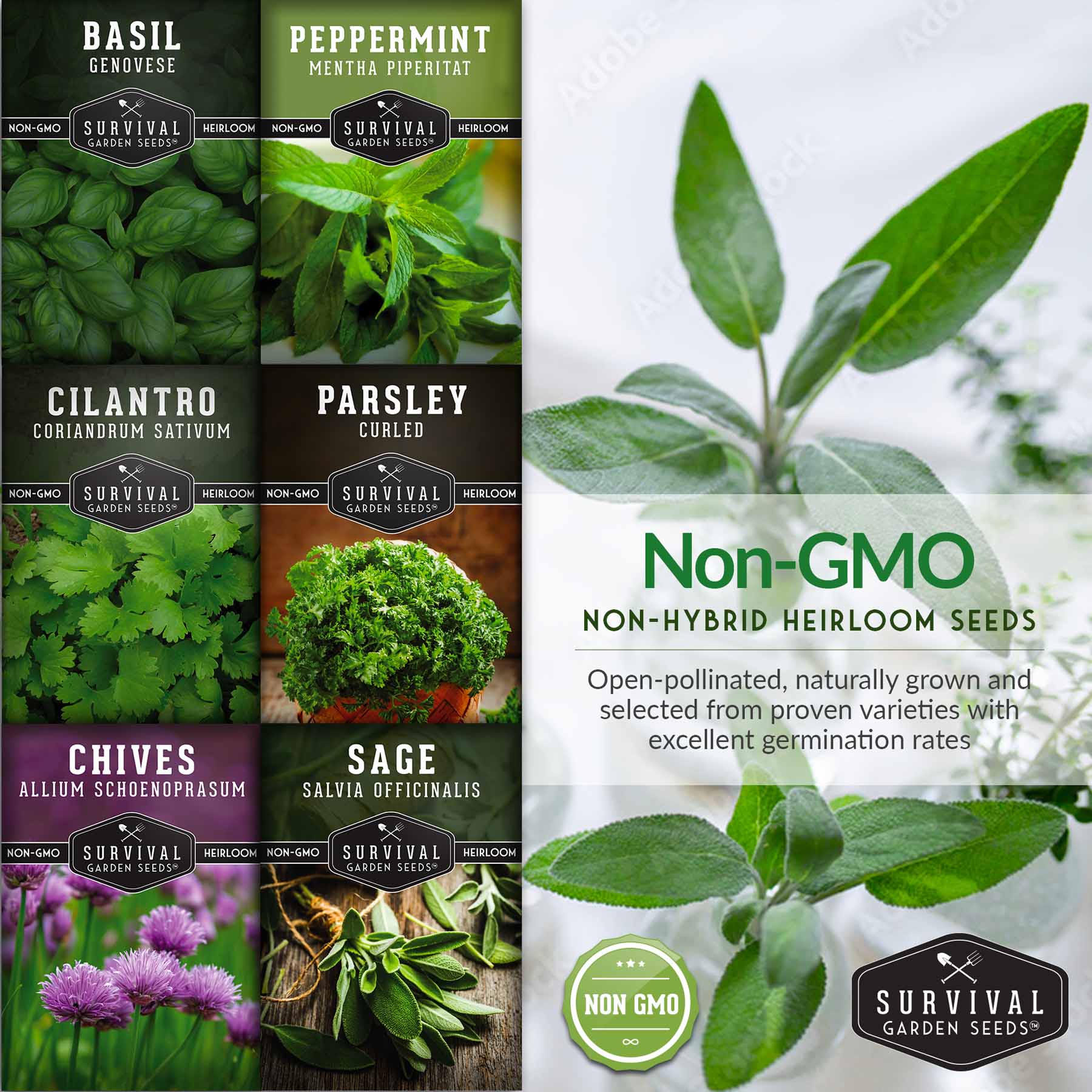 Indoor Herb Garden Hydroponic Seeds Collection – 6 Heirloom Non-GMO Culinary Herbs (Peppermint, Parsley, Cilantro, Basil, Chives & Sage) for Countertop, Tower & Year-Round Growing