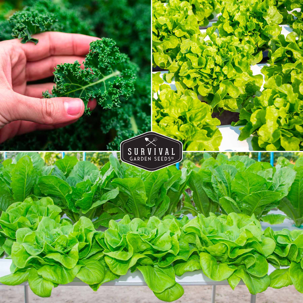 Hydroponic Vegetable Seeds Kit – 6 Heirloom Leafy Greens for Aerogardens, Towers & Indoor Year-Round Growing