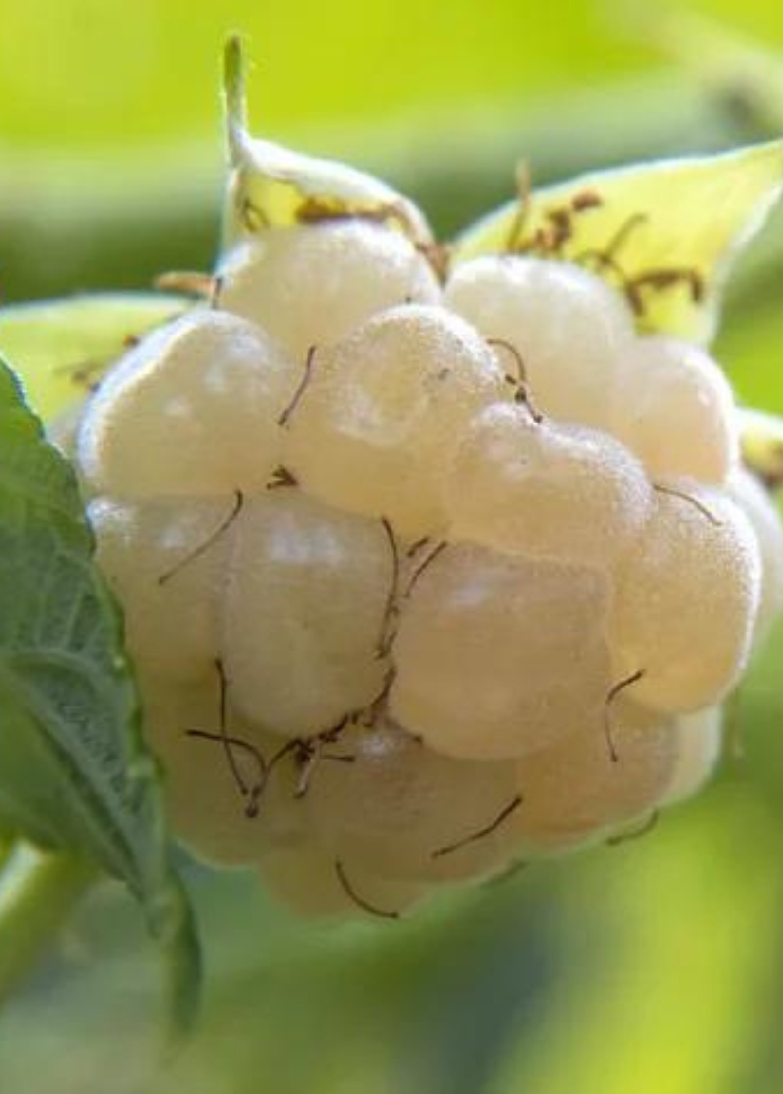 Blackberry 'Snowbank White' (Rubus)