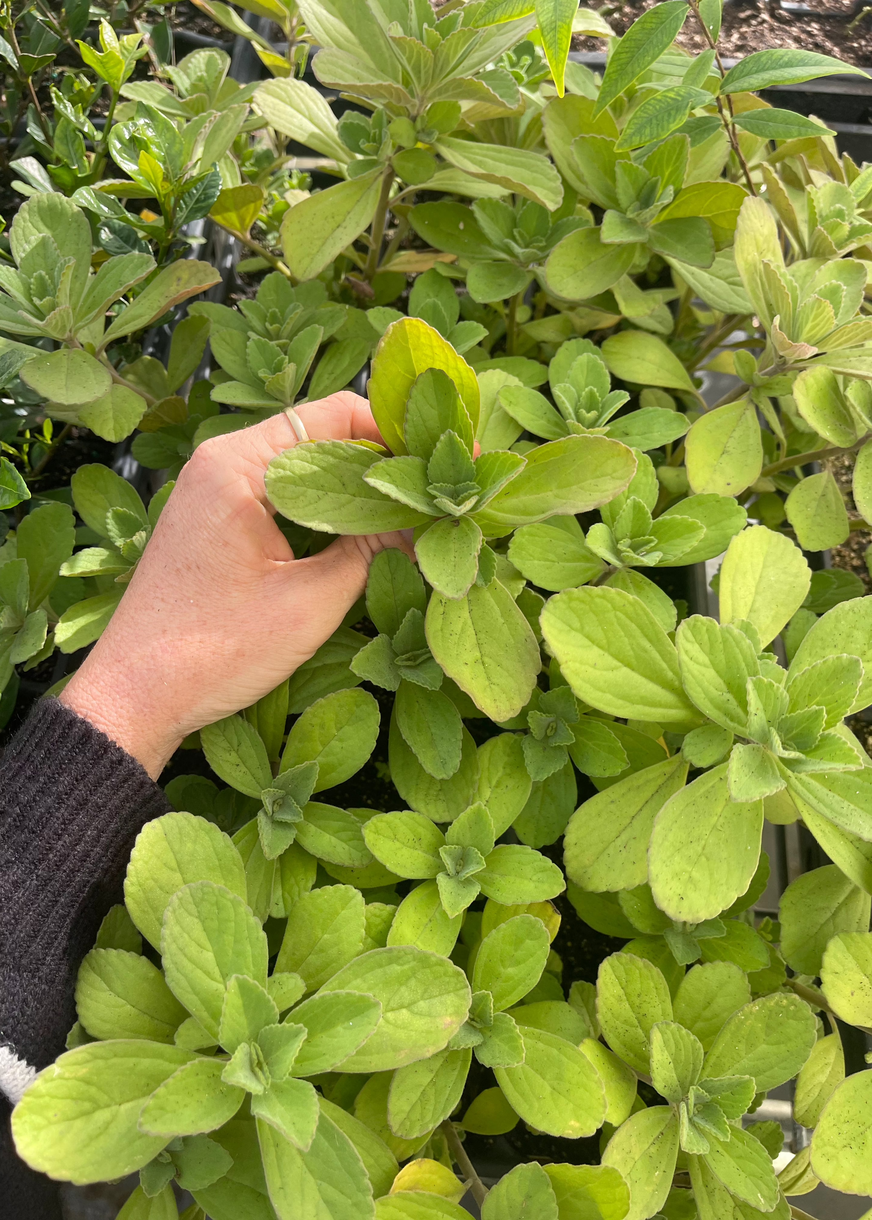 Panadol (Plectranthus caninus)