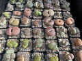 MYSTERY LITHOP - Living Stone Succulent in our Premium Lithops Mix! Includes Shipping!